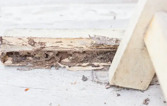 Termite-damaged wood beam in Columbia SC home