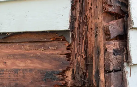 Subterranean termite-damaged wood in Columbia SC home