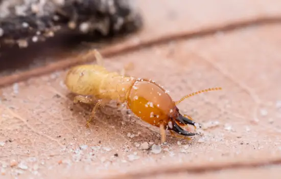 Subterranean termite close-up in Columbia SC